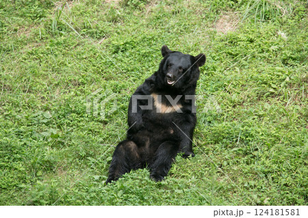芝生に寝転ぶ熊 124181581
