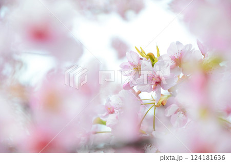 満開の河津桜(カワヅザクラ) 満開の河津桜(カワヅザクラ) 124181636