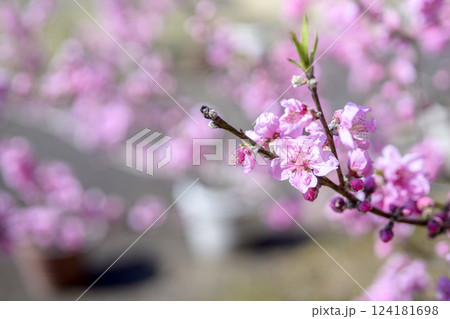 ハナモモ ヤグチ 春の花 ピンク 淡い 素材 ハナモモ ヤグチ 春の花 ピンク 淡い 素材 124181698
