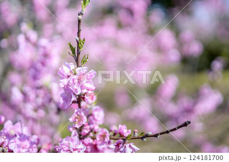 ハナモモ ヤグチ 春の花 ピンク 淡い 素材 ハナモモ ヤグチ 春の花 ピンク 淡い 素材 124181700