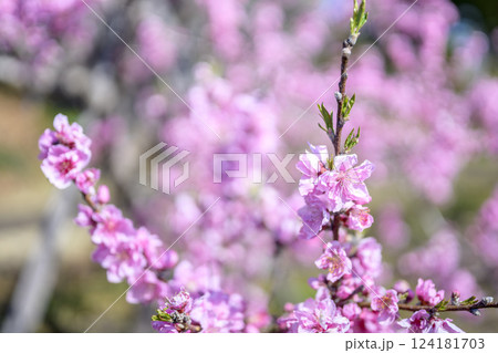 ハナモモ ヤグチ 春の花 ピンク 淡い 素材 124181703