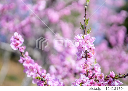 ハナモモ ヤグチ 春の花 ピンク 淡い 素材 ハナモモ ヤグチ 春の花 ピンク 淡い 素材 124181704