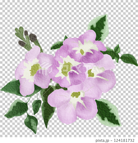 Bunch of purple flower,watercolor style.Illustration of Chinese violet. 124181732