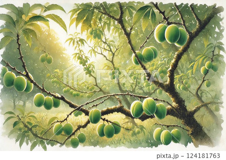 梅林・収穫前の梅 124181763