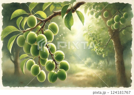 梅林・収穫前の梅 124181767