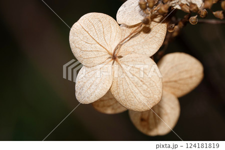 Flowers Hydrangea Bretschneideriana is a shrub plant, family Hydrangeaceae Flowers Hydrangea Bretschneideriana is a shrub plant, family Hydrangeaceae 124181819