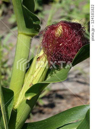 Mature ear of corn on the stalk in the field 124181822