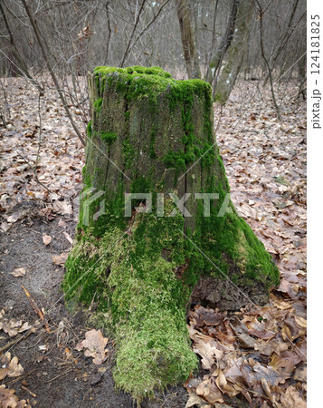 Old wooden stump covered with green moss opens its bark to the sun 124181825