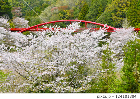 満開の桜と大滝湖かけ橋 124181884