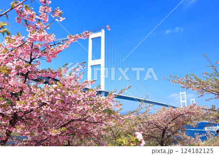 【愛媛県】快晴の来島海峡大橋と満開の河津桜 【愛媛県】快晴の来島海峡大橋と満開の河津桜 124182125