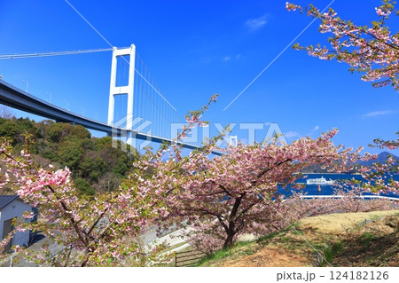 【愛媛県】快晴の来島海峡大橋と満開の河津桜 124182126