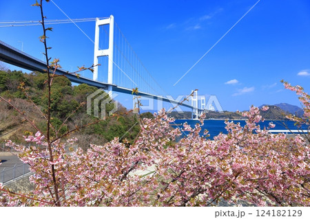 【愛媛県】快晴の来島海峡大橋と満開の河津桜 【愛媛県】快晴の来島海峡大橋と満開の河津桜 124182129