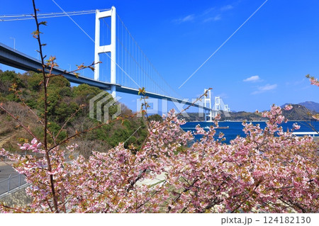 【愛媛県】快晴の来島海峡大橋と満開の河津桜 【愛媛県】快晴の来島海峡大橋と満開の河津桜 124182130