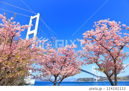 【愛媛県】快晴の来島海峡大橋と満開の河津桜 【愛媛県】快晴の来島海峡大橋と満開の河津桜 124182132