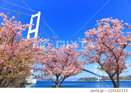 【愛媛県】快晴の来島海峡大橋と満開の河津桜 124182133
