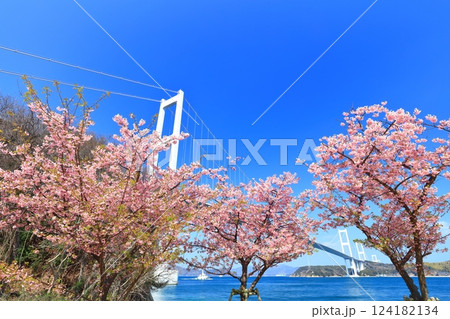 【愛媛県】快晴の来島海峡大橋と満開の河津桜 【愛媛県】快晴の来島海峡大橋と満開の河津桜 124182134