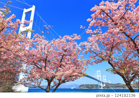 【愛媛県】快晴の来島海峡大橋と満開の河津桜 【愛媛県】快晴の来島海峡大橋と満開の河津桜 124182136