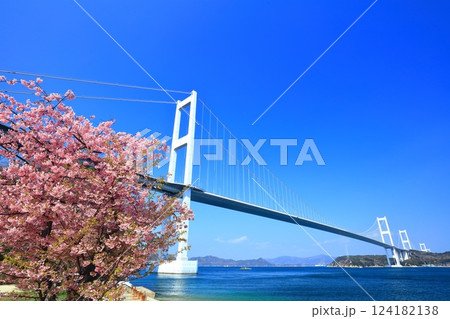【愛媛県】快晴の来島海峡大橋と満開の河津桜 124182138