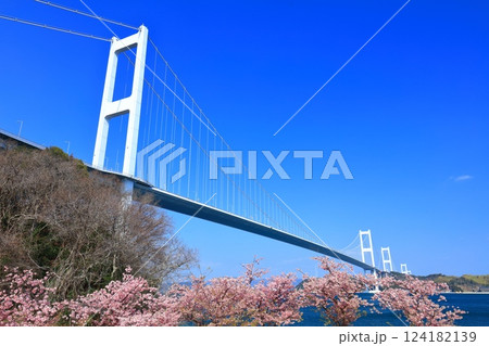 【愛媛県】快晴の来島海峡大橋と満開の河津桜 【愛媛県】快晴の来島海峡大橋と満開の河津桜 124182139