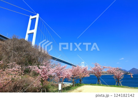 【愛媛県】快晴の来島海峡大橋と満開の河津桜 124182142