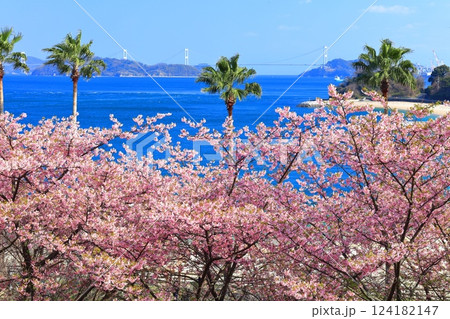 【愛媛県】快晴の来島海峡大橋と満開の河津桜(大角海浜公園) 【愛媛県】快晴の来島海峡大橋と満開の河津桜(大角海浜公園) 124182147