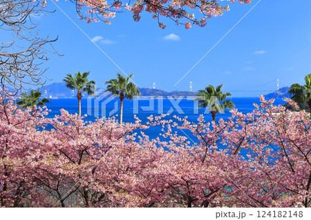【愛媛県】快晴の来島海峡大橋と満開の河津桜(大角海浜公園) 【愛媛県】快晴の来島海峡大橋と満開の河津桜(大角海浜公園) 124182148