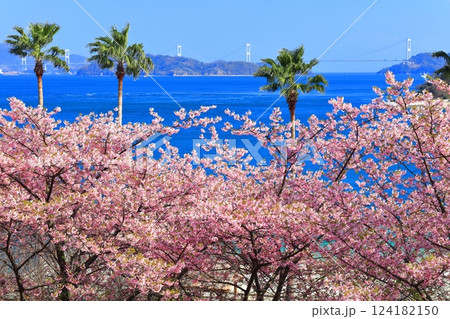【愛媛県】快晴の来島海峡大橋と満開の河津桜（大角海浜公園） 124182150
