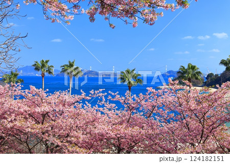 【愛媛県】快晴の来島海峡大橋と満開の河津桜(大角海浜公園) 【愛媛県】快晴の来島海峡大橋と満開の河津桜(大角海浜公園) 124182151