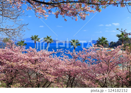 【愛媛県】快晴の来島海峡大橋と満開の河津桜(大角海浜公園) 【愛媛県】快晴の来島海峡大橋と満開の河津桜(大角海浜公園) 124182152