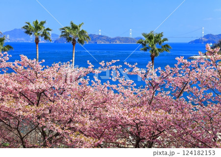 【愛媛県】快晴の来島海峡大橋と満開の河津桜(大角海浜公園) 【愛媛県】快晴の来島海峡大橋と満開の河津桜(大角海浜公園) 124182153