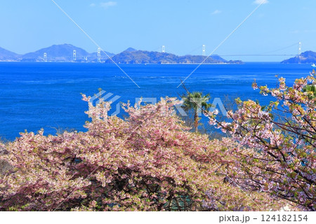【愛媛県】快晴の来島海峡大橋と満開の河津桜（大角海浜公園） 124182154