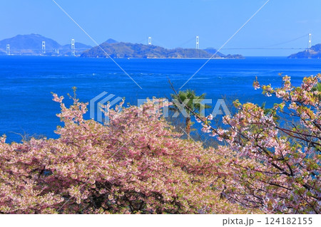 【愛媛県】快晴の来島海峡大橋と満開の河津桜（大角海浜公園） 124182155