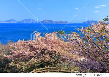 【愛媛県】快晴の来島海峡大橋と満開の河津桜（大角海浜公園） 124182156