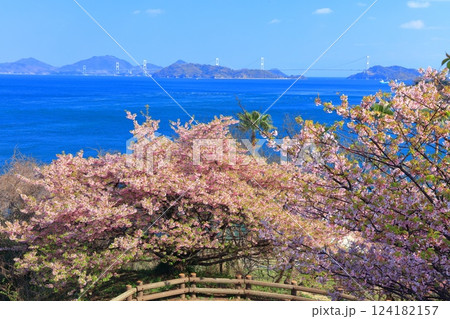 【愛媛県】快晴の来島海峡大橋と満開の河津桜(大角海浜公園) 【愛媛県】快晴の来島海峡大橋と満開の河津桜(大角海浜公園) 124182157