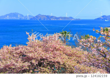 【愛媛県】快晴の来島海峡大橋と満開の河津桜（大角海浜公園） 124182159