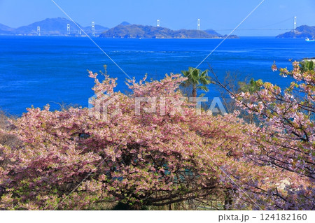 【愛媛県】快晴の来島海峡大橋と満開の河津桜（大角海浜公園） 124182160