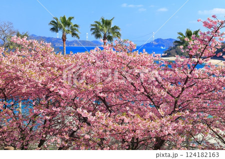 【愛媛県】快晴の来島海峡大橋と満開の河津桜（大角海浜公園） 124182163