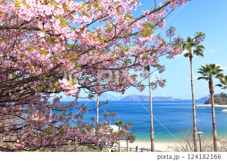 【愛媛県】快晴の来島海峡大橋と満開の河津桜（大角海浜公園） 124182166
