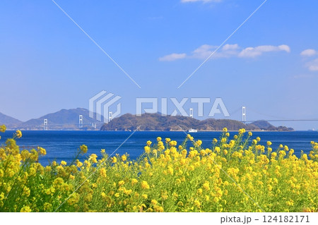 【愛媛県】快晴の来島海峡大橋と菜の花（大角海浜公園） 124182171