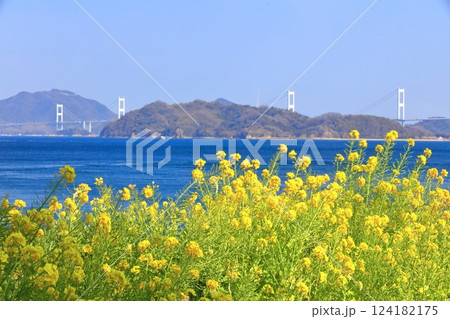 【愛媛県】快晴の来島海峡大橋と菜の花(大角海浜公園) 【愛媛県】快晴の来島海峡大橋と菜の花(大角海浜公園) 124182175