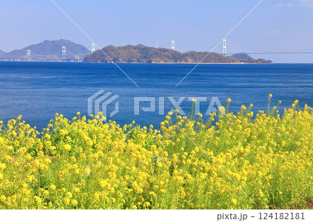 【愛媛県】快晴の来島海峡大橋と菜の花（大角海浜公園） 124182181