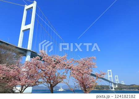 【愛媛県】快晴の来島海峡大橋と満開の河津桜 【愛媛県】快晴の来島海峡大橋と満開の河津桜 124182182