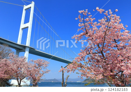 【愛媛県】快晴の来島海峡大橋と満開の河津桜 124182183