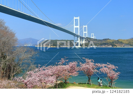 【愛媛県】快晴の来島海峡大橋と満開の河津桜 124182185