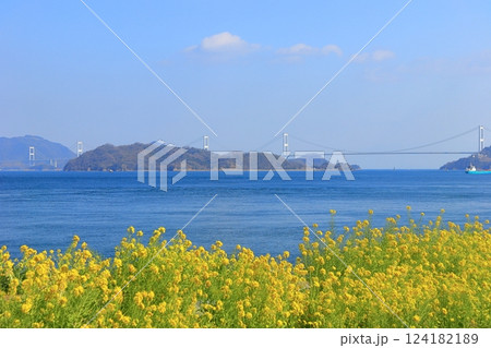 【愛媛県】快晴の来島海峡大橋と菜の花（大角海浜公園） 124182189