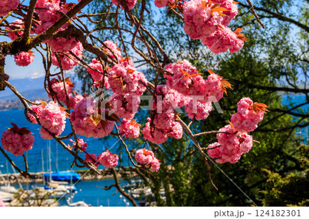 Pink blossoming sakura tree in garden at spring 124182301