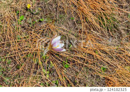 Eastern pasqueflower (Pulsatilla patens), also known as prairie crocus, cutleaf anemone, rock lily Eastern pasqueflower (Pulsatilla patens), also known as prairie crocus, cutleaf anemone, rock lily 124182325