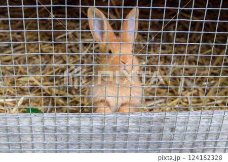 Small rabbit in a cage 124182328