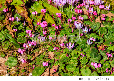 Pink cyclamen flowers and purple crocuses in the garden 124182331
