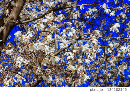 Beautiful blooming white magnolia tree in park 124182346
